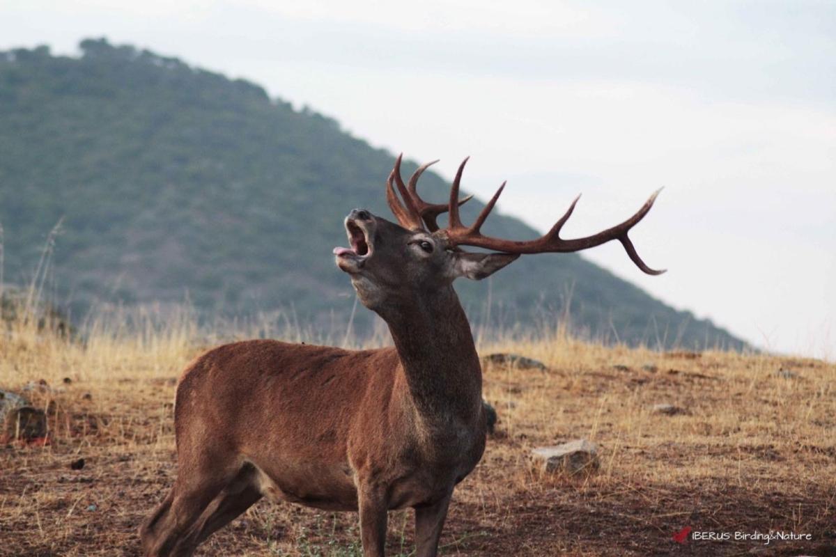 Alojamiento Rural Dehesa La Estancia อันดูคาร์ ภายนอก รูปภาพ