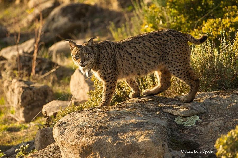 Alojamiento Rural Dehesa La Estancia อันดูคาร์ ภายนอก รูปภาพ