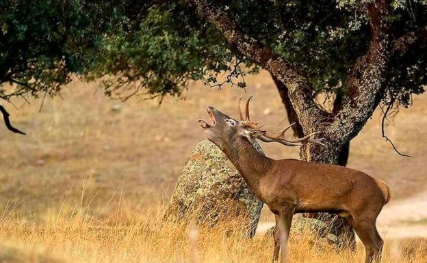 Alojamiento Rural Dehesa La Estancia อันดูคาร์ ภายนอก รูปภาพ